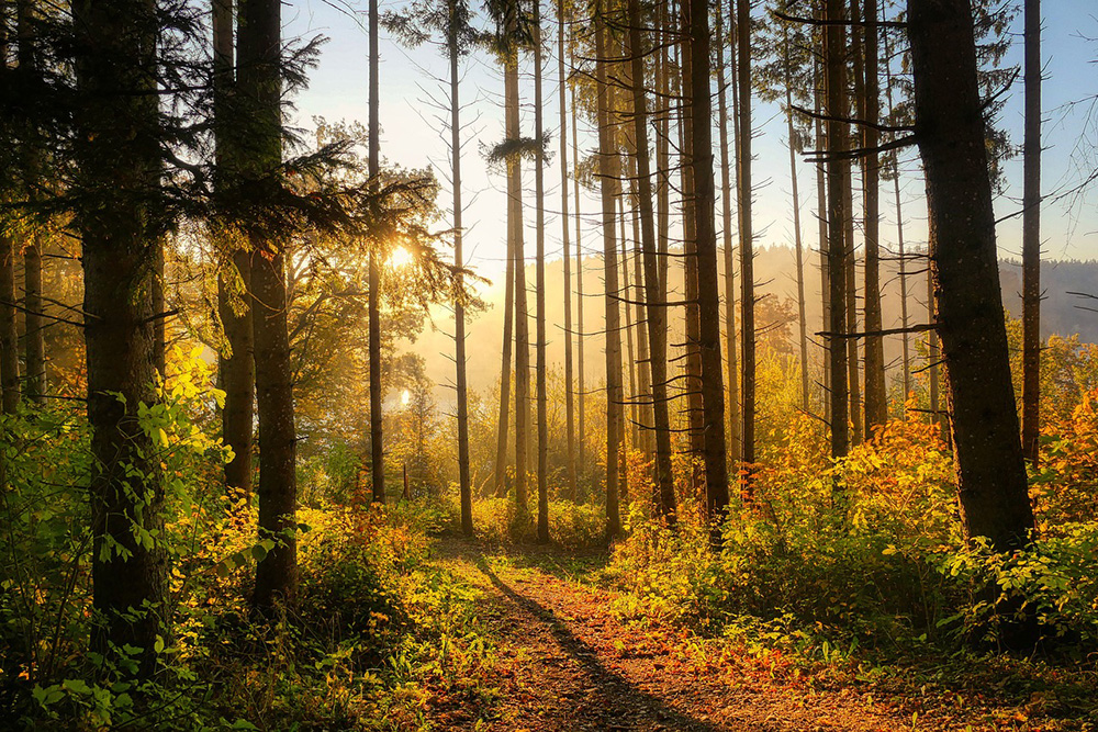 Auszeit im Wald